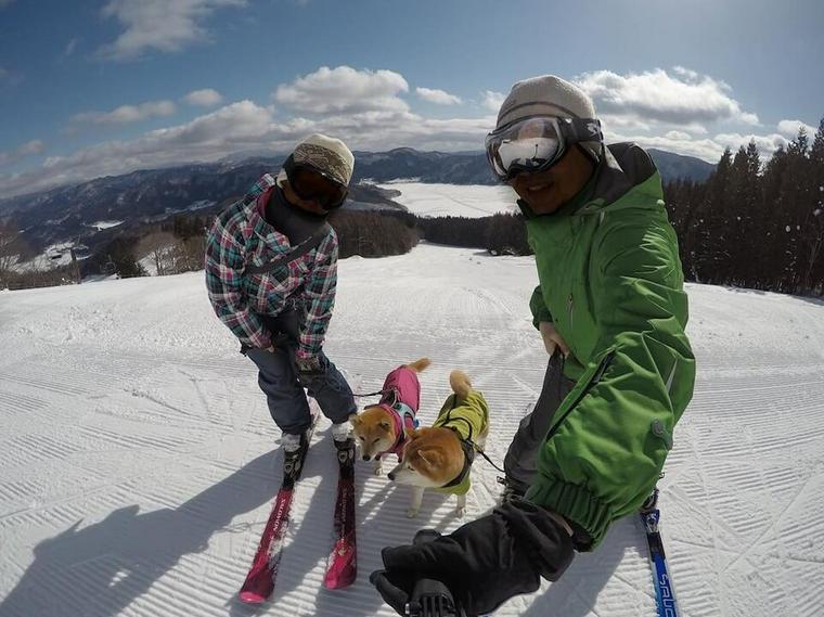 犬と雪山